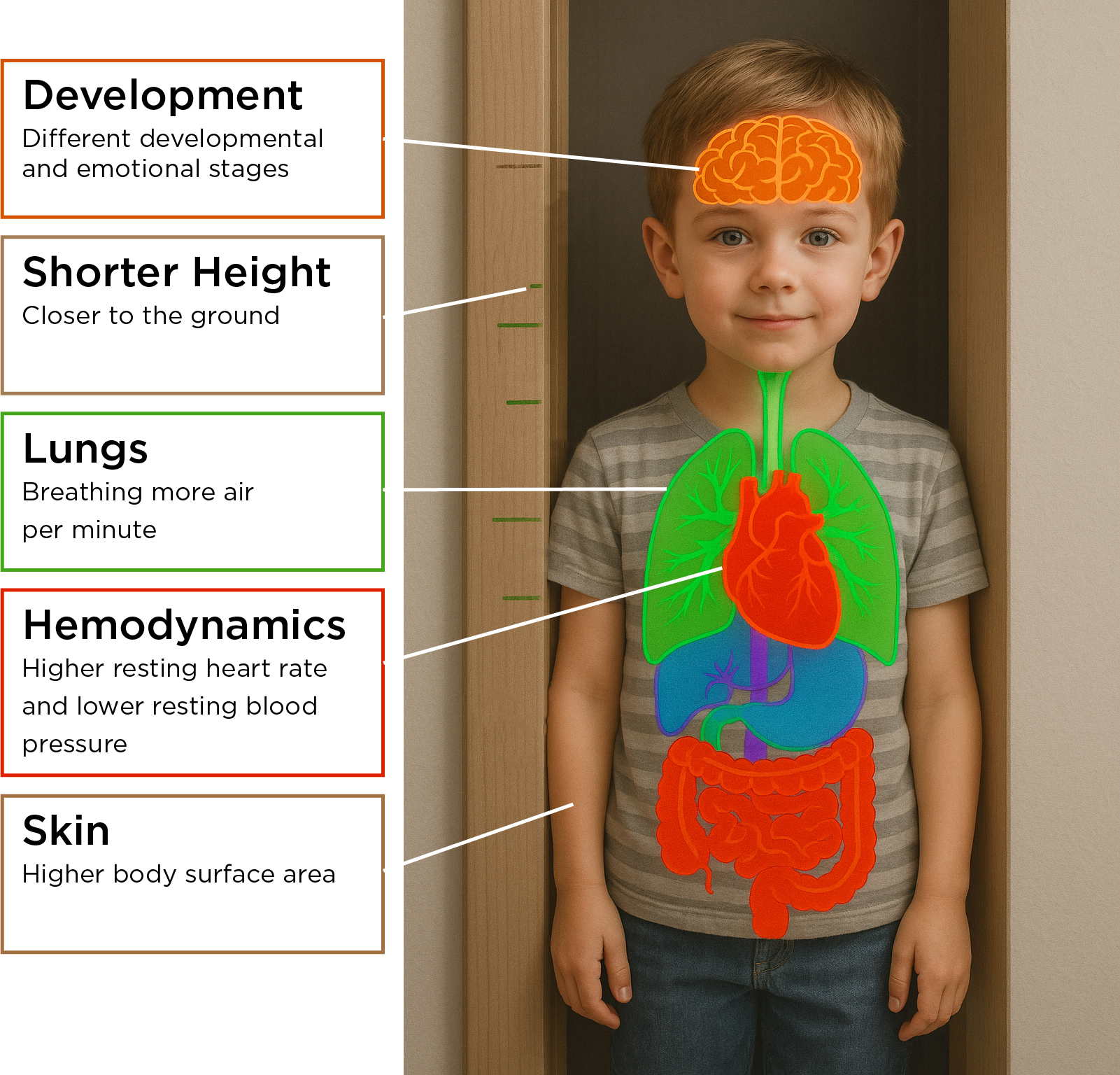 Diagram of a child highlighting pediatric differences: brain, height, lungs, heart, and skin